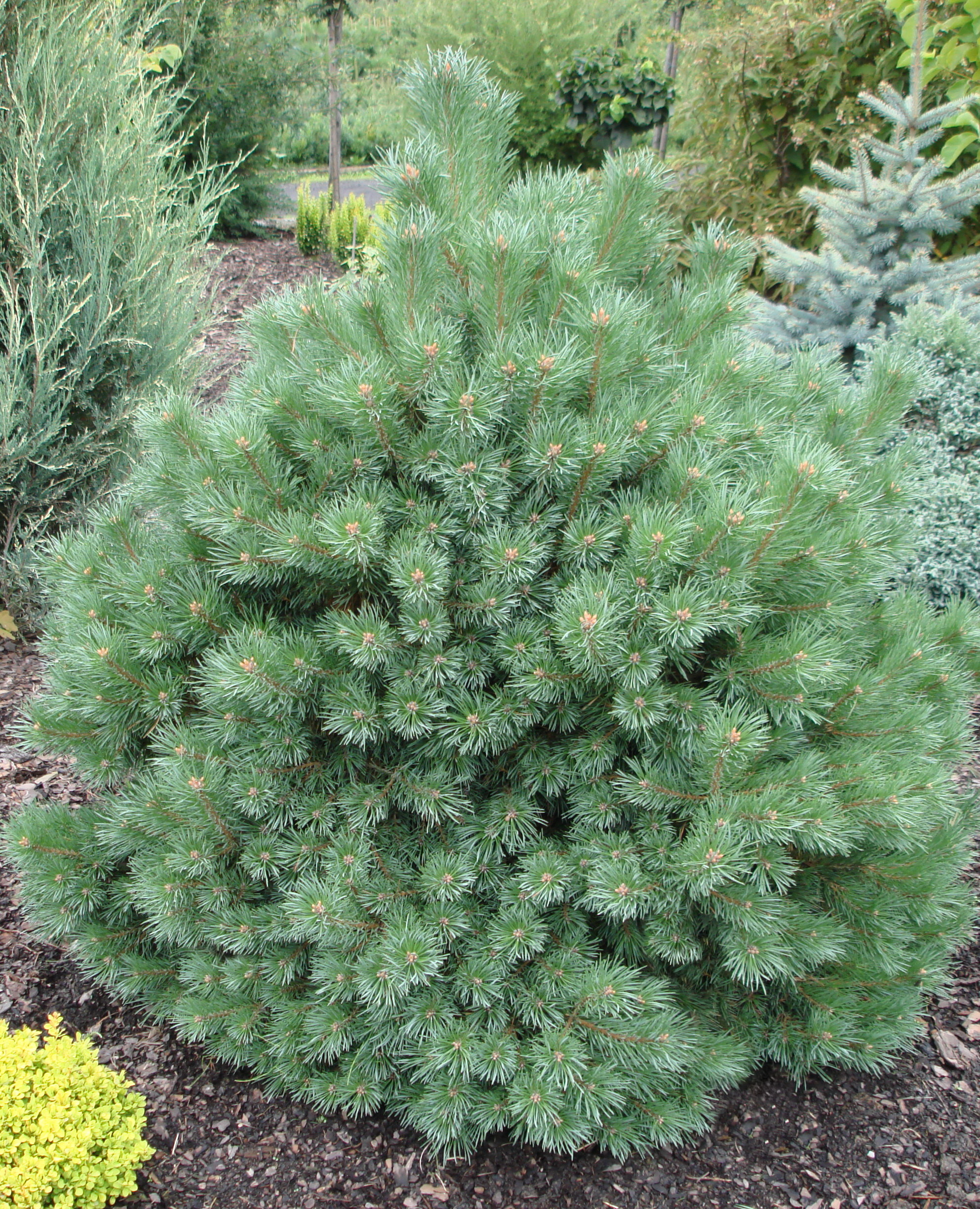 Pinus Sylvestris argentea